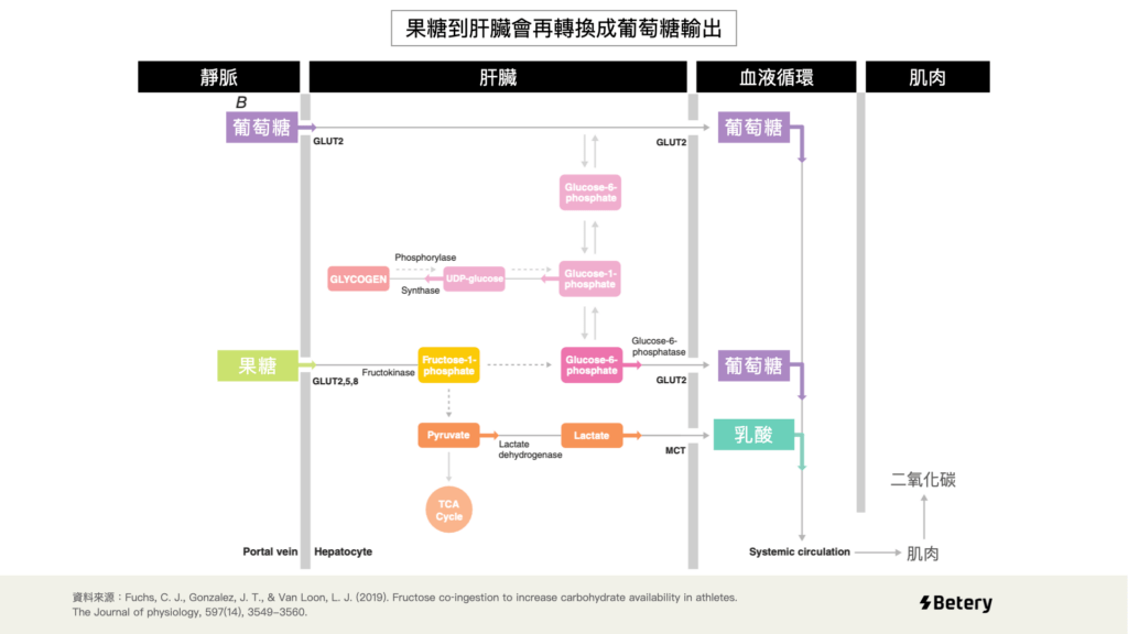 Betery能量膠-能量果膠-果糖到肝臟會再轉換成葡萄糖輸出