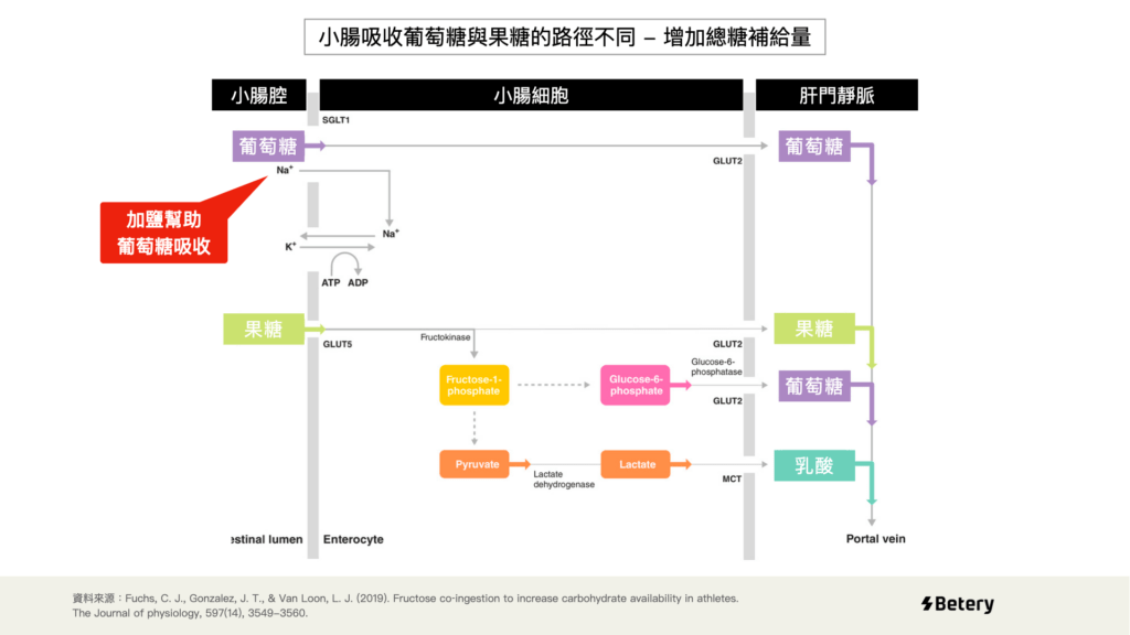 Betery能量膠-能量果膠-小腸細胞處理果糖