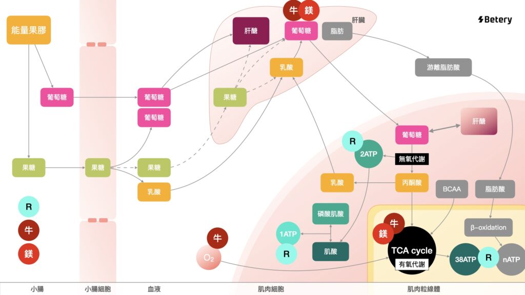 Betery能量膠-能量果膠-能量膠成分吸收與作用機制