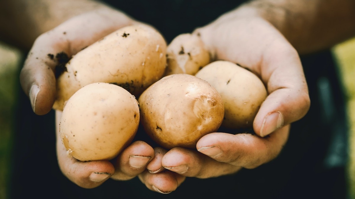 carbohydrate_loading 肝醣超補-碳水化合物