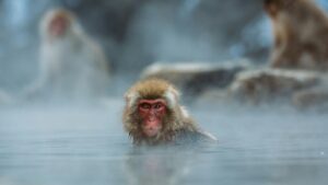 泡溫泉-運動後修復-熱休克蛋白-HSP70