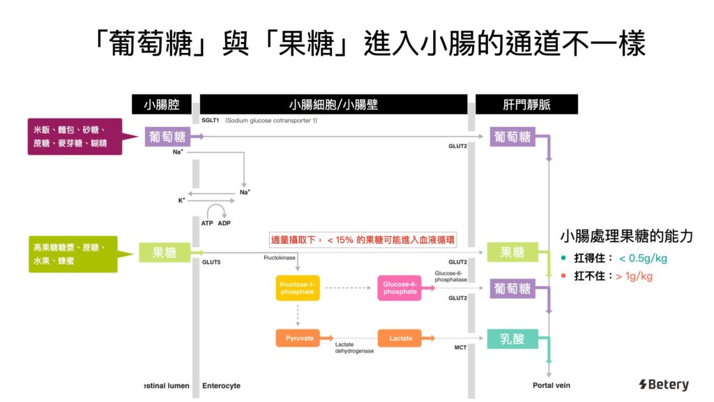 2026 Betery 備戰武嶺補給策略-小腸細胞葡萄糖與果糖通道