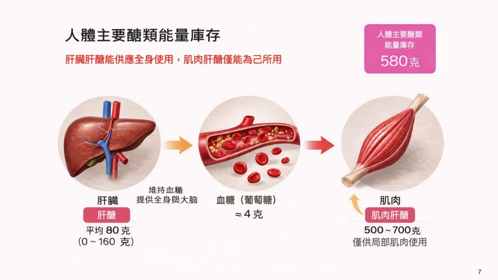 可用肝醣計算機-體內肝醣可用量